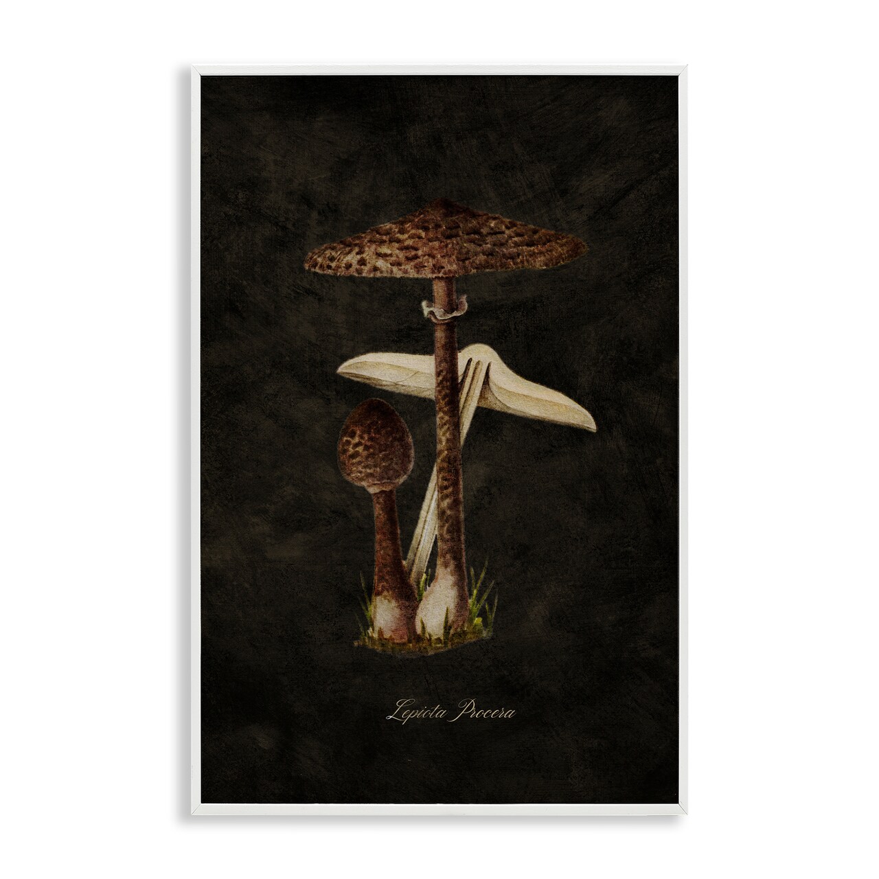 Stupell Industries Dark Woodland Mushroom Framed Giclee Wall Art Design by Tina Higgins Designs, Inc.
